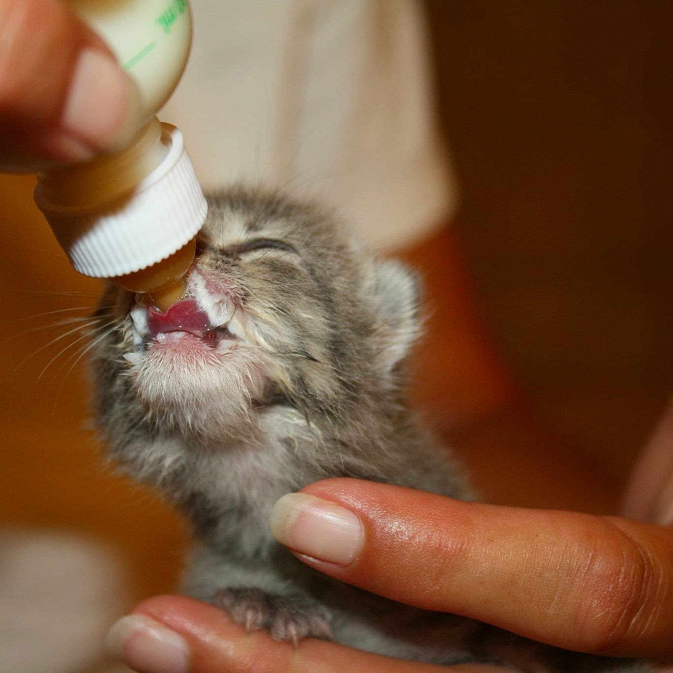 Gracie May is registered to the contest to win money with this photo: cat, claw, degu, ear, felidae, finger, fur, gerbil, hamster, hand, nail, rodent, whiskers