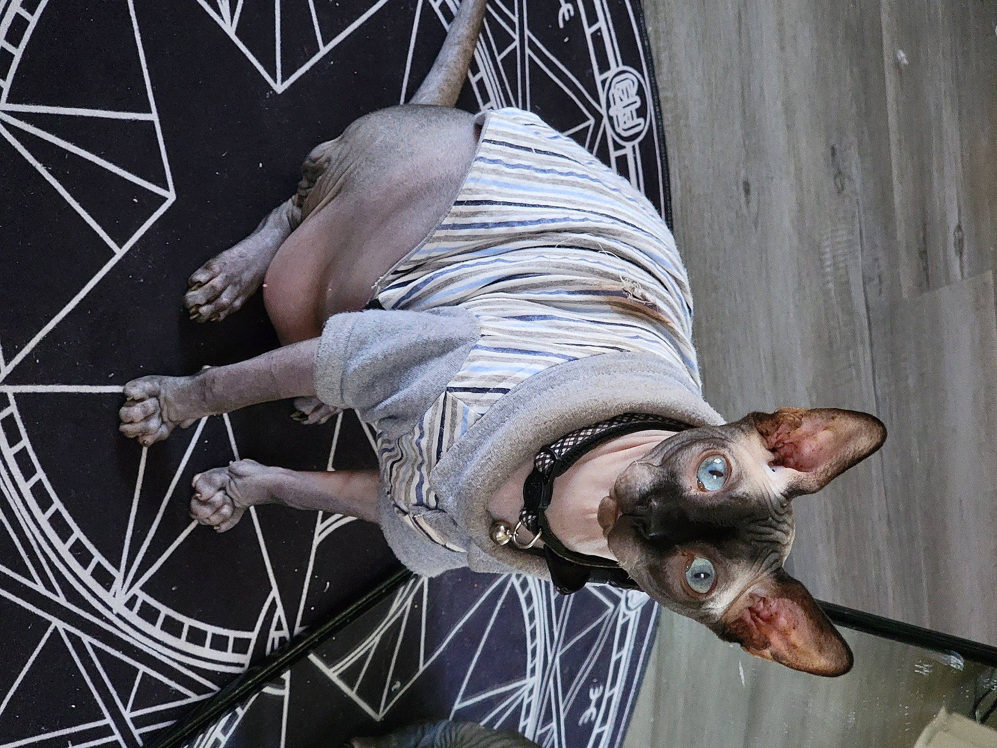 Nilo joined the competition — help win amazing prizes! art, auto_part, automotive_tire, automotive_wheel_system, bicycle_fork, bicycle_handlebar, bicycle_tire, bicycle_wheel, carnivore, cat, felidae, hub_gear, rim, sculpture, snout, spoke, sunglasses, tire, vehicle, wheel