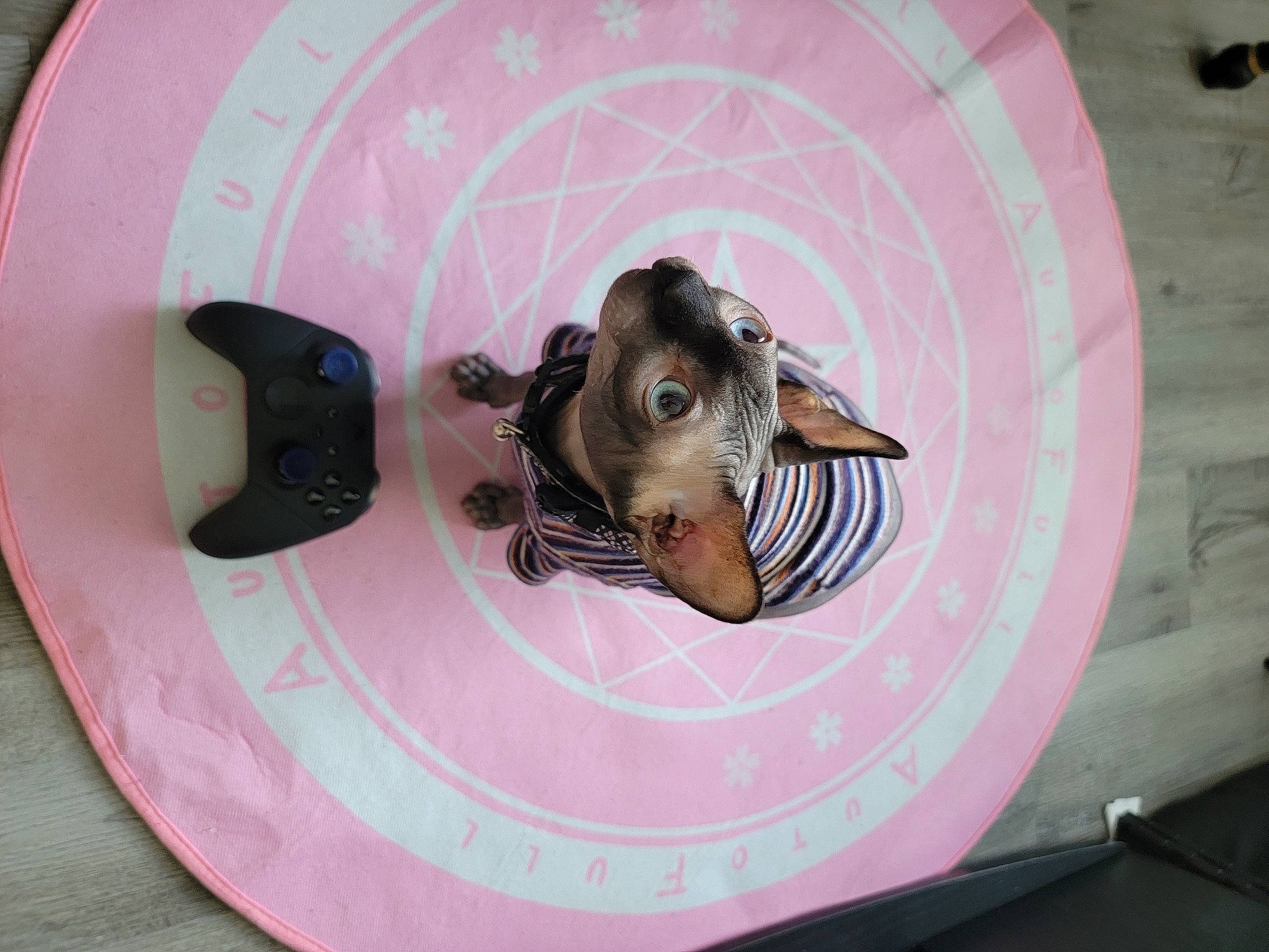 Nilo is registered to the contest to win money with this photo: audio_equipment, auto_part, automotive_tire, automotive_wheel_system, carnivore, circle, companion_dog, dishware, dog, dog_breed, flooring, magenta, personal_protective_equipment, pink, recreation, rim, sporting_group, toy_dog, visual_arts, working_animal