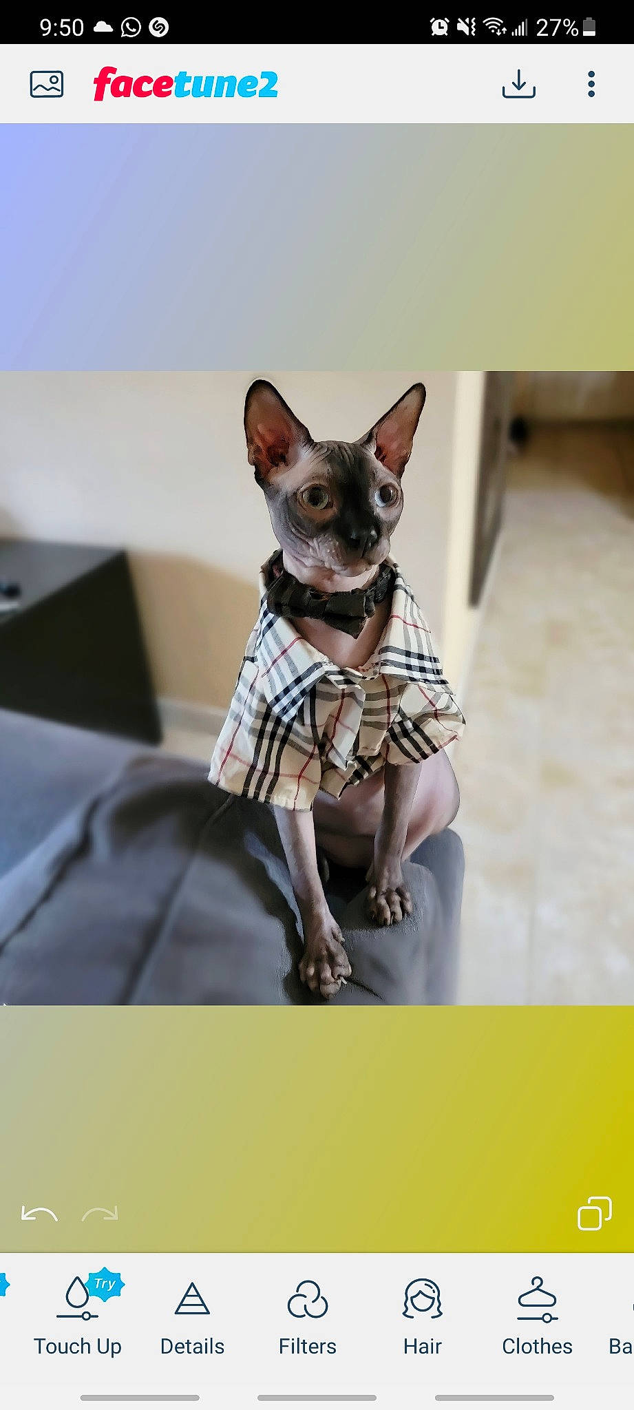 Nilo is registered to the contest to win money with this photo: canidae, carnivore, chihuahua, companion_dog, dog, dog_breed, dog_supply, fashion_accessory, fawn, felidae, fur, liver, non_sporting_group, pattern, snout, sporting_group, street_fashion, toy_dog, whiskers, working_animal