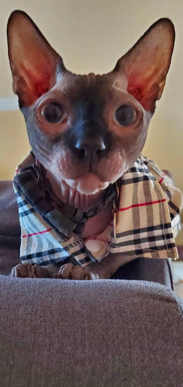 Nilo is registered to the contest to win money with this photo: carnivore, comfort, companion_dog, dog_breed, ear, eye, fawn, felidae, fur, grey, human_body, linens, pattern, plaid, sleeve, snout, tartan, terrestrial_animal, textile, whiskers