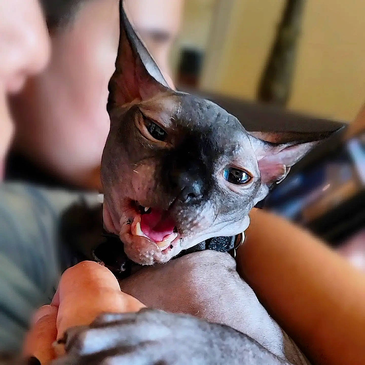 Nilo joined the competition — help win amazing prizes! carnivore, cat, claw, donskoy, felidae, flesh, fur, gesture, jaw, nail, oriental_shorthair, rex_cat, small_to_medium_sized_cats, snout, sphynx, terrestrial_animal, throat, whiskers