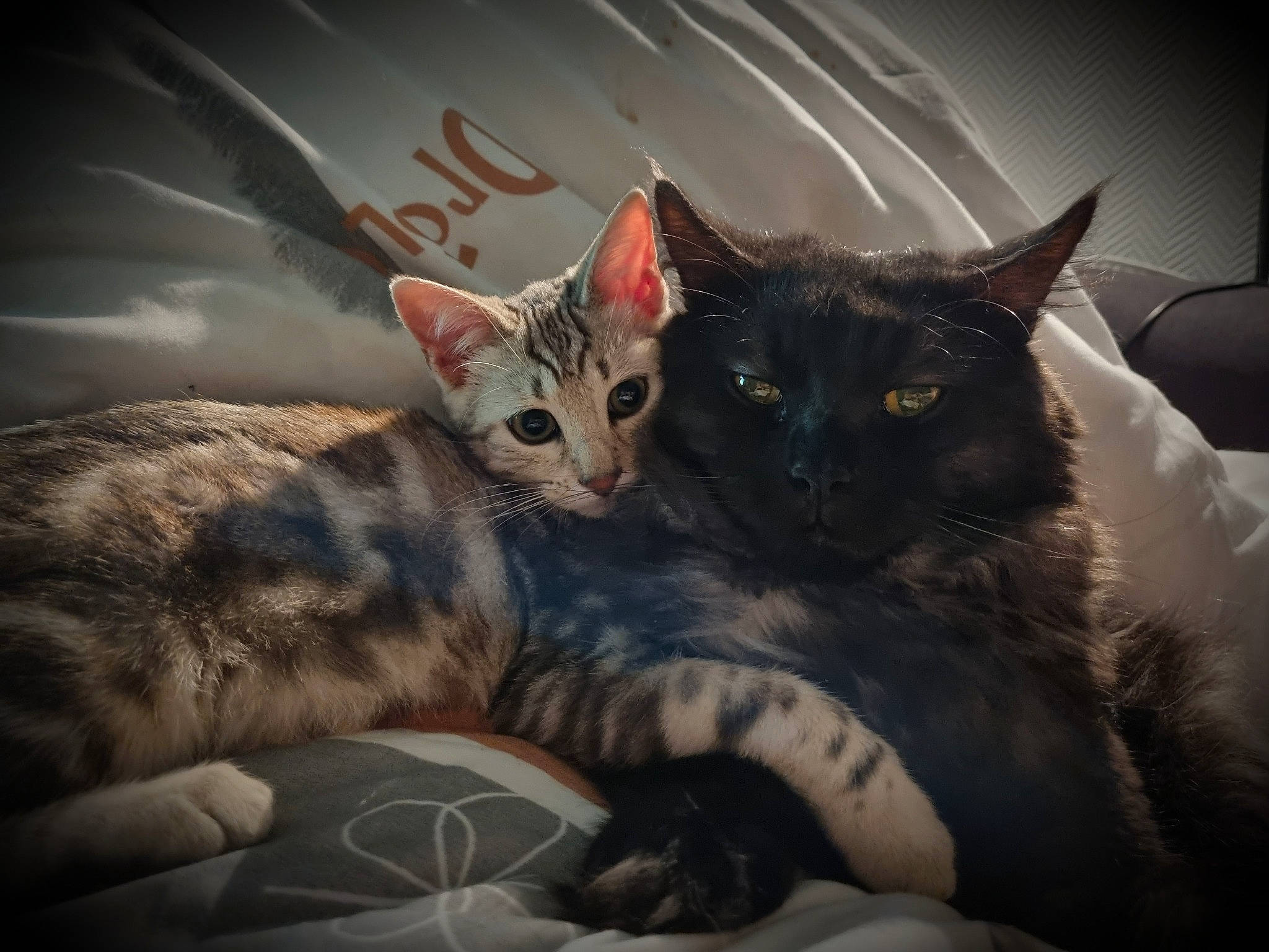 Daisy participe au concours pour gagner de l'argent avec cette photo : bed, carnivore, cat, claw, comfort, darkness, domestic_short_haired_cat, felidae, fur, grey, linens, nap, paw, sleep, small_to_medium_sized_cats, snout, tail, visual_arts, whiskers, wildlife