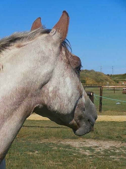 Apache a rejoint le concours — aidez-le/la à gagner de superbes lots ! horse, mammal, mane, mare, mustang_horse, pack_animal, pasture, snout, stallion, vertebrate