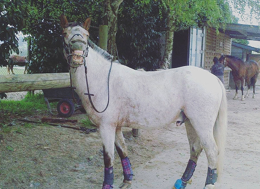 Apache participe au concours pour gagner de l'argent avec cette photo : fawn, horse, landscape, livestock, mammal, mane, mare, pack_animal, pony, ranch, snout, stallion, vertebrate