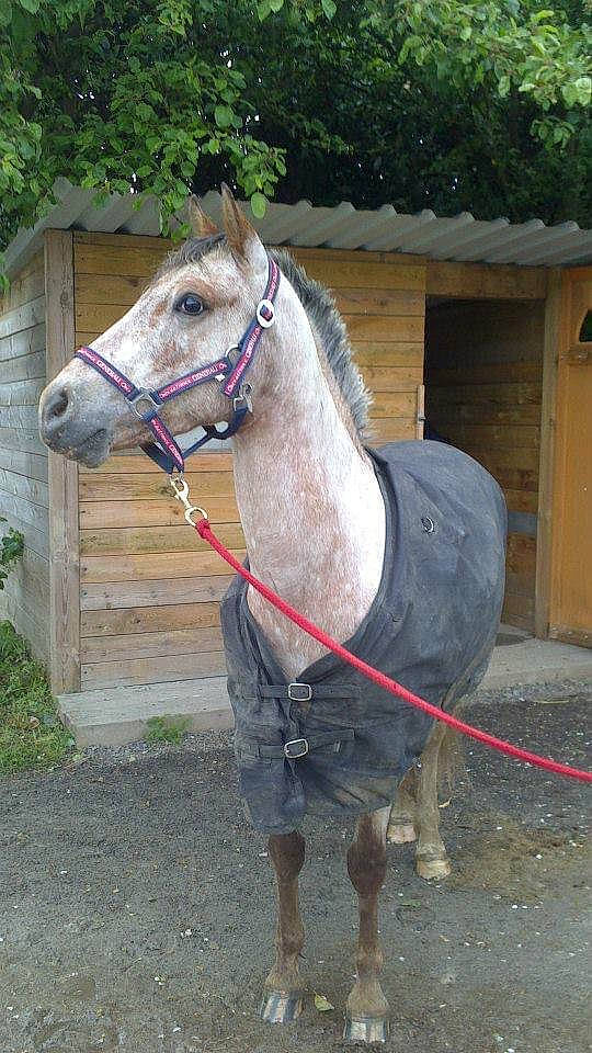 Apache a rejoint le concours — aidez-le/la à gagner de superbes lots ! bridle, halter, horse, horse_harness, horse_supplies, horse_tack, mammal, mane, mare, pack_animal, rein, snout, stallion, vertebrate, working_animal