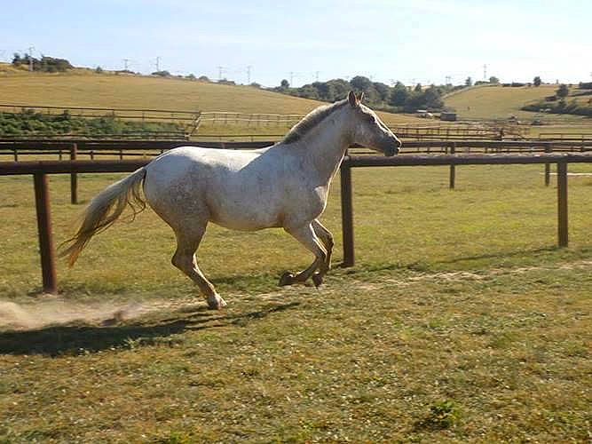 Apache participe au concours pour gagner de l'argent avec cette photo : colt, ecoregion, farm, grassland, horse, landscape, livestock, mammal, mane, mare, meadow, mustang_horse, pack_animal, pasture, plain, ranch, rural_area, stallion, steppe, vertebrate