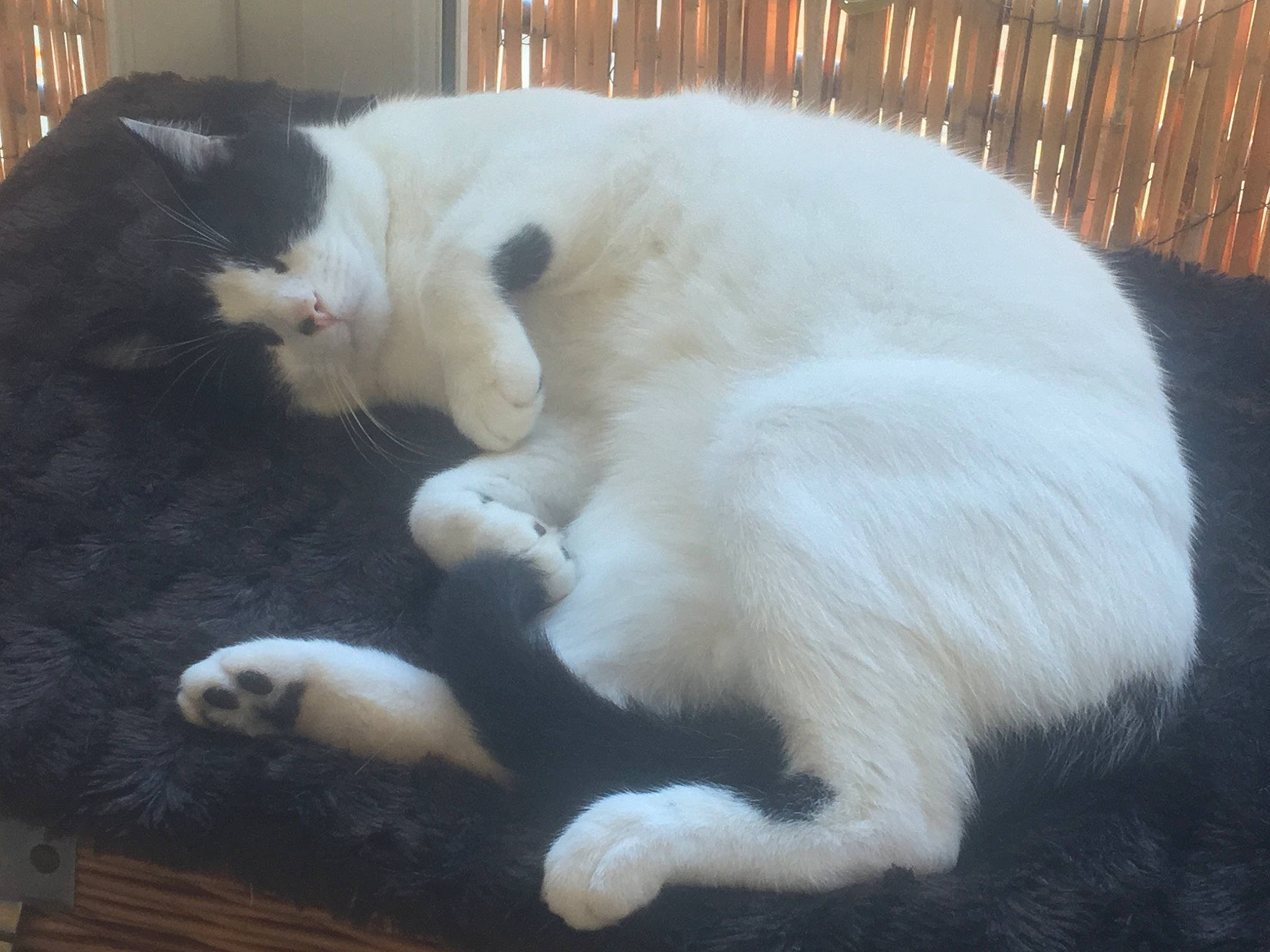 Yori participe au concours pour gagner de l'argent avec cette photo : carnivore, cat, claw, cymric, domestic_long_haired_cat, felidae, fur, japanese_bobtail, polydactyl_cat, small_to_medium_sized_cats, tail, turkish_angora, turkish_van, whiskers