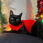 Mavis joined the competition — help win amazing prizes! animal, black_cat, cat, christmas_tree, cozy, cute, domestic_cat, feline, festive, greenery, holiday_decor, holiday_season, indoor, lights, ornaments, pet, red_sweater, relaxed, shadow, wall