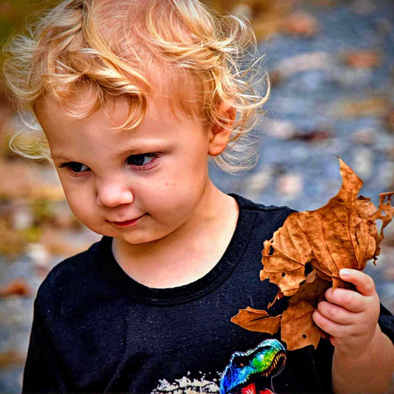 Alistair is registered to the contest to win money with this photo: child, toddler, curly_hair, blonde_hair, leaf, fall, outdoor, gravel, nature, black_shirt, dinosaur_graphic, hand, portrait, young_child, cute, expression, holding, curious, person, casual_clothing