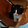 Figaro a rejoint le concours — aidez-le/la à gagner de superbes lots ! black_and_white, cat, closeup, cozy, curious, domestic_animal, feline, floor, household, indoor, kitten, light, looking, paper_bag, paws, pet, shadow, sitting, tuxedo_cat, whiskers