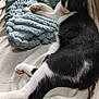 black_and_white, blanket, cat, comfort, cozy, cute, domestic_animal, feline, fur, home, indoor, paw, pet, relaxed, resting, sleeping, soft_texture, tail, throw, whiskers