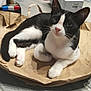 Figaro participe au concours pour gagner de l'argent avec cette photo : animal, bag, black_and_white_cat, box, cat, colorful, curious, domestic, ears, feline, floor, home, indoor, looking_up, paper_bag, paws, pet, relaxed, resting, whiskers