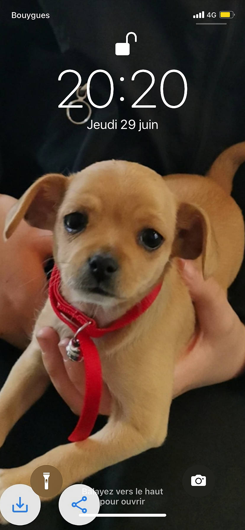 Polly a rejoint le concours — aidez-le/la à gagner de superbes lots ! canidae, carnivore, clock, collar, companion_dog, dog, dog_breed, dog_collar, dog_supply, fawn, font, fur, happy, paw, pet_supply, puppy_love, snout, sporting_group, whiskers, working_animal