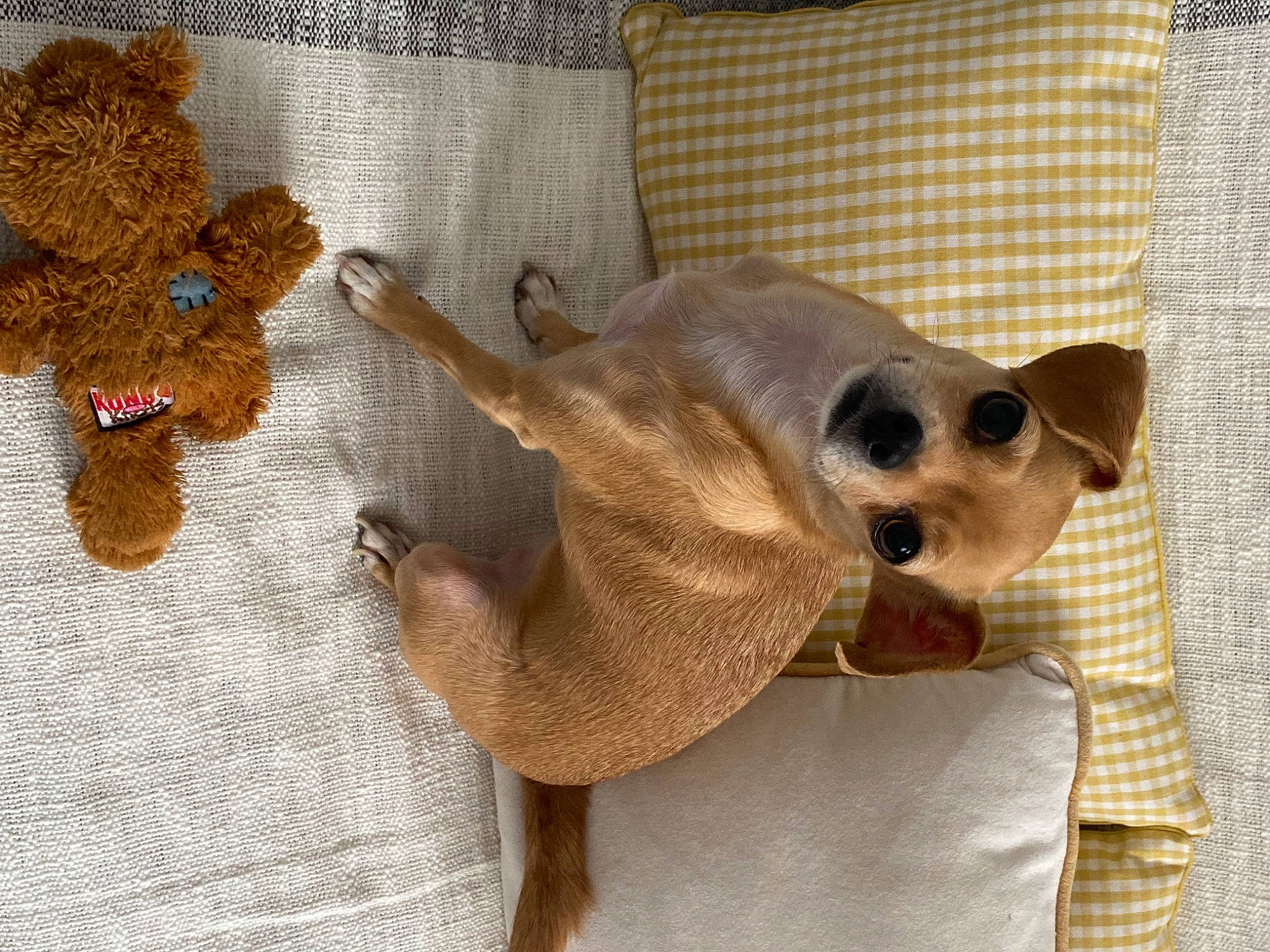 Polly participe au concours pour gagner de l'argent avec cette photo : bag, canidae, carnivore, companion_dog, dog, dog_breed, dog_supply, fashion_accessory, fawn, fur, linens, mammal, snout, stuffed_toy, sunglasses, tail, terrestrial_animal, toy, vertebrate, working_animal