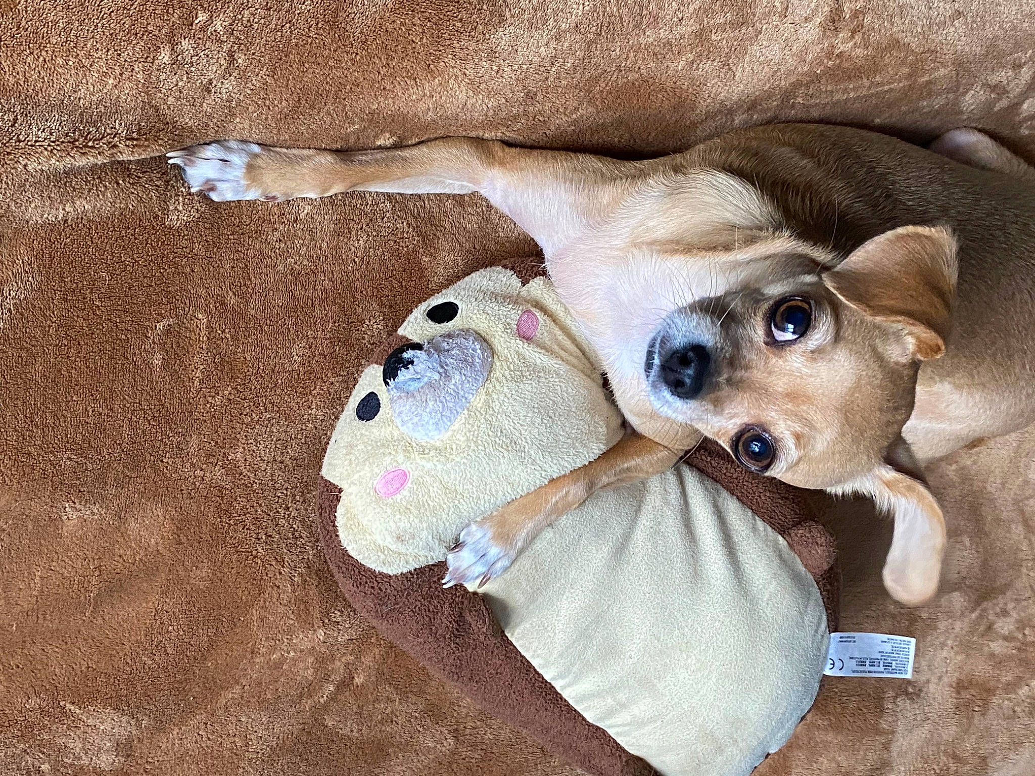 Polly a rejoint le concours — aidez-le/la à gagner de superbes lots ! canidae, carnivore, comfort, companion_dog, dog, dog_breed, dog_clothes, dog_supply, fawn, fur, paw, pet_supply, plush, snout, soil, sporting_group, stuffed_toy, toy, toy_dog, working_animal