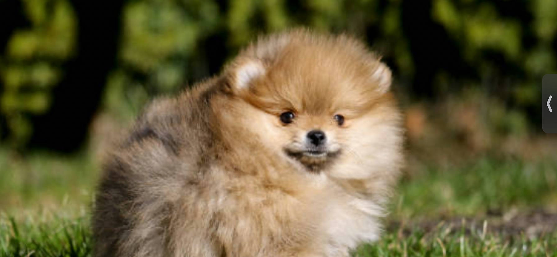 Minnie participe au concours pour gagner de l'argent avec cette photo : ancient_dog_breeds, canidae, carnivore, companion_dog, dog, dog_breed, fawn, fur, german_spitz, german_spitz_klein, grass, liver, non_sporting_group, snout, spitz, sporting_group, terrestrial_animal, toy_dog, whiskers, working_animal