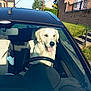 dog, golden_retriever, car, steering_wheel, interior, seat, sunlight, window, brick_wall, grass, building, sky, tree, happy, tongue_out, pet, animal, vehicle, daytime, outdoor