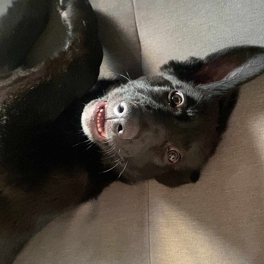 Nylah joined the competition — help win amazing prizes! animal, armchair, bodypart, canine, chair, cockerspaniel, couch, dog, furniture, head, hound, husky, labradorretriever, mouth, person, pet, pointer, puppy, sleeping, snout