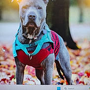 Duraco is registered to the contest to win money with this photo: animal, autumn, background, canine, collar, daylight, dog, ears, fall, fur, harness, leaves, muzzle, nature, outdoor, pet, portrait, standing, sweater, tree