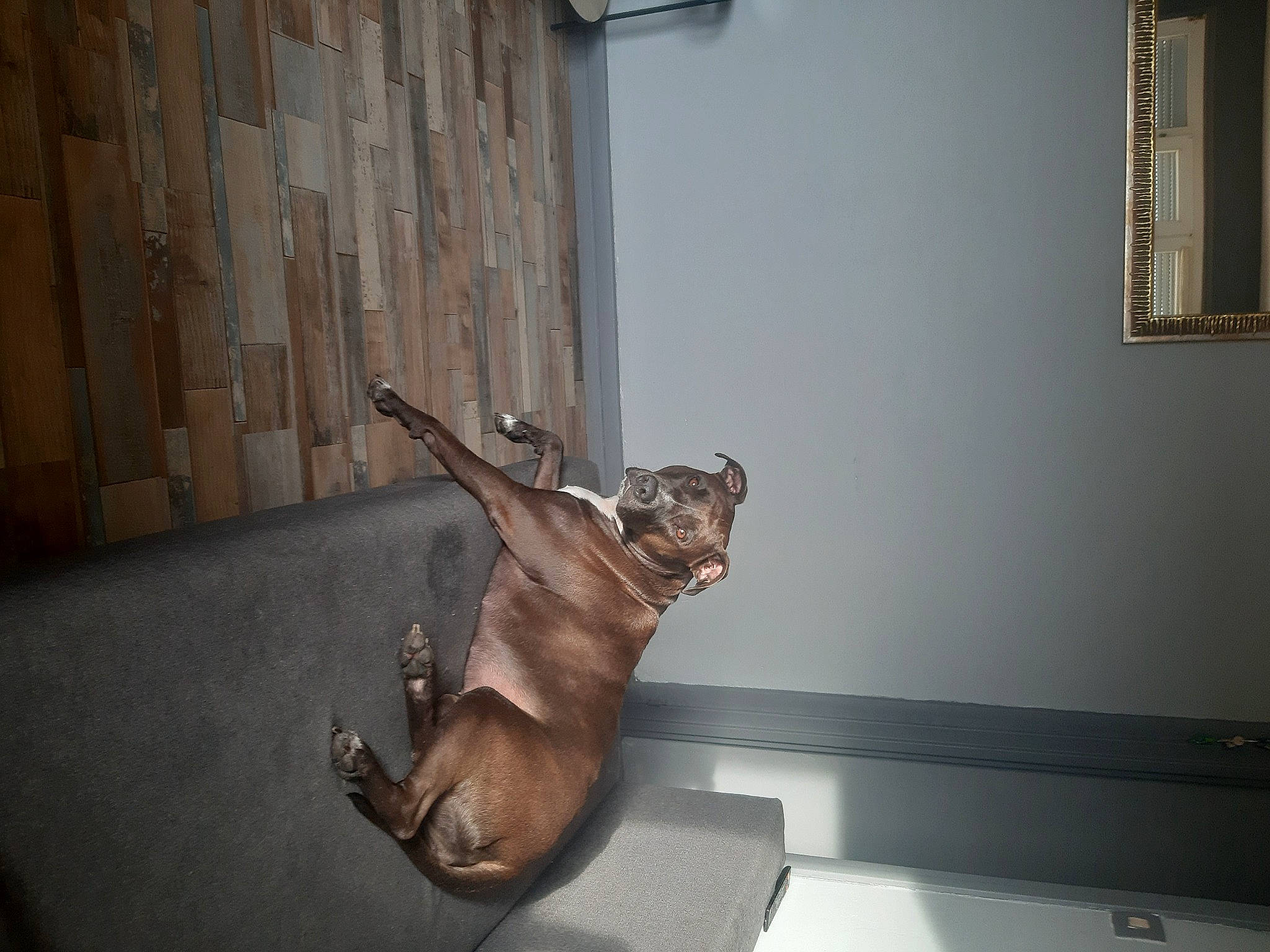 Diana participe au concours pour gagner de l'argent avec cette photo : art, bronze_sculpture, carnivore, companion_dog, dog, dog_breed, fawn, flooring, hardwood, liver, metal, room, sculpture, sporting_group, statue, tail, terrestrial_animal, visual_arts, wood, working_animal