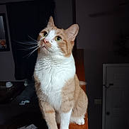 Butterball joined the competition — help win amazing prizes! animal, cat, cozy, curious, cute, domestic_cat, eyes, feline, fur, household, indoor, looking_up, orange_and_white_cat, paws, pet, portrait, railing, sitting, whiskers, wooden_railing