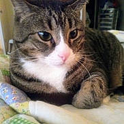 Harley joined the competition — help win amazing prizes! cat, tabby, pet, animal, close_up, indoor, quilt, bed, resting, feline, whiskers, ears, pink_nose, striped, cozy, domestic, fur, cute, relaxed, comfort