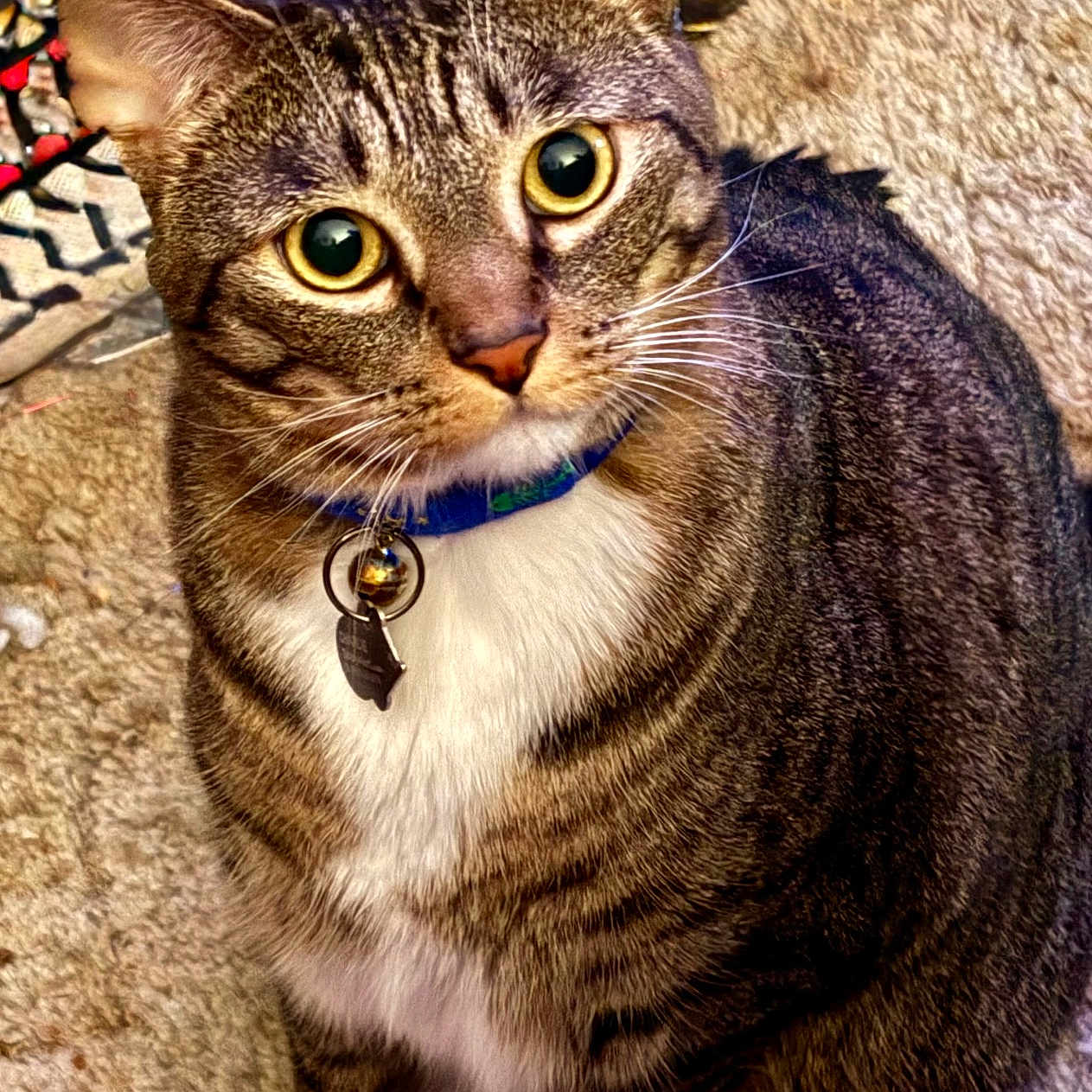 Charlie joined the competition — help win amazing prizes! animal, bell, carpet, cat, collar, curious, cute, domestic_cat, eyes, feline, fur, indoor, looking_up, mammal, paws, pet, sitting, striped, tabby, whiskers