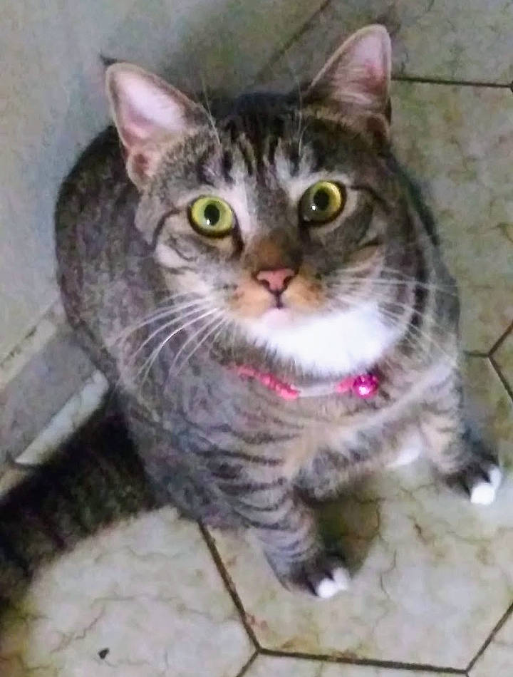 Elsa Leann joined the competition — help win amazing prizes! art, carnivore, cat, domestic_short_haired_cat, felidae, fur, paint, painting, paw, photo_caption, small_to_medium_sized_cats, snout, terrestrial_animal, whiskers, wildlife, window