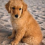 Appy a rejoint le concours — aidez-le/la à gagner de superbes lots ! adorable, animal, beach, canine, cute, dog, fluffy, fur, golden_retriever, mammal, nature, outdoor, pet, portrait, puppy, sand, sitting, sweet, young, young_animal