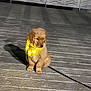 animal, companion, cute, dog, domestic_animal, fur, glowing_collar, golden_retriever, illuminated, leash, metal_railing, night, outdoor, pet, pet_accessory, puppy, shadow, sitting, wooden_deck, young_dog