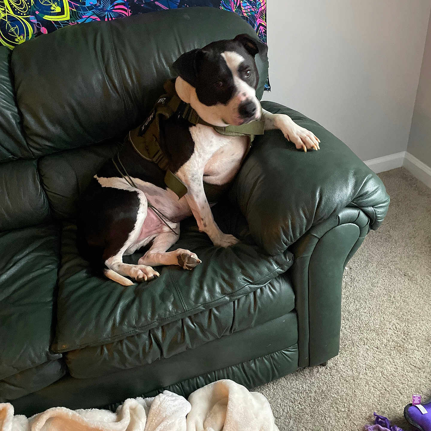 Turtle joined the competition — help win amazing prizes! black_and_white, blanket, carpet, corner, dog, ear, furniture, harness, home, indoor, leather_couch, living_room, paw, pet_toy, relaxed, resting, seated, snout, tapestry, wall