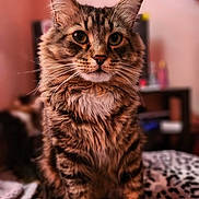 Lucy joined the competition — help win amazing prizes! cat, tabby, animal, pet, feline, fluffy, indoor, leopard_print, blanket, whiskers, ears, eyes, fur, sitting, closeup, portrait, domestic_cat, mammal, cute, household