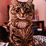cat, tabby, animal, pet, feline, fluffy, indoor, leopard_print, blanket, whiskers, ears, eyes, fur, sitting, closeup, portrait, domestic_cat, mammal, cute, household