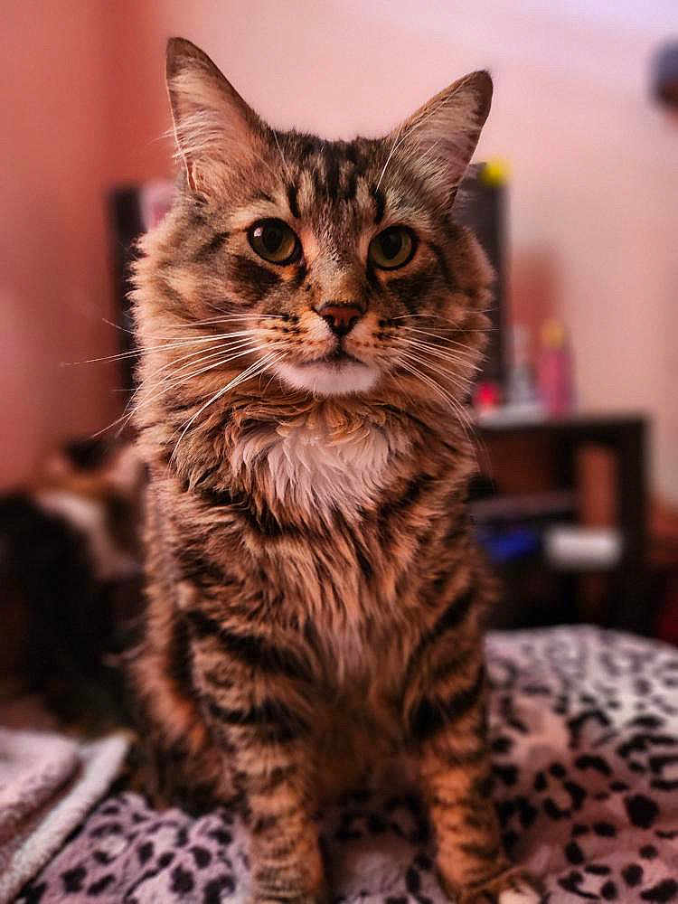 Lucy joined the competition — help win amazing prizes! cat, tabby, animal, pet, feline, fluffy, indoor, leopard_print, blanket, whiskers, ears, eyes, fur, sitting, closeup, portrait, domestic_cat, mammal, cute, household