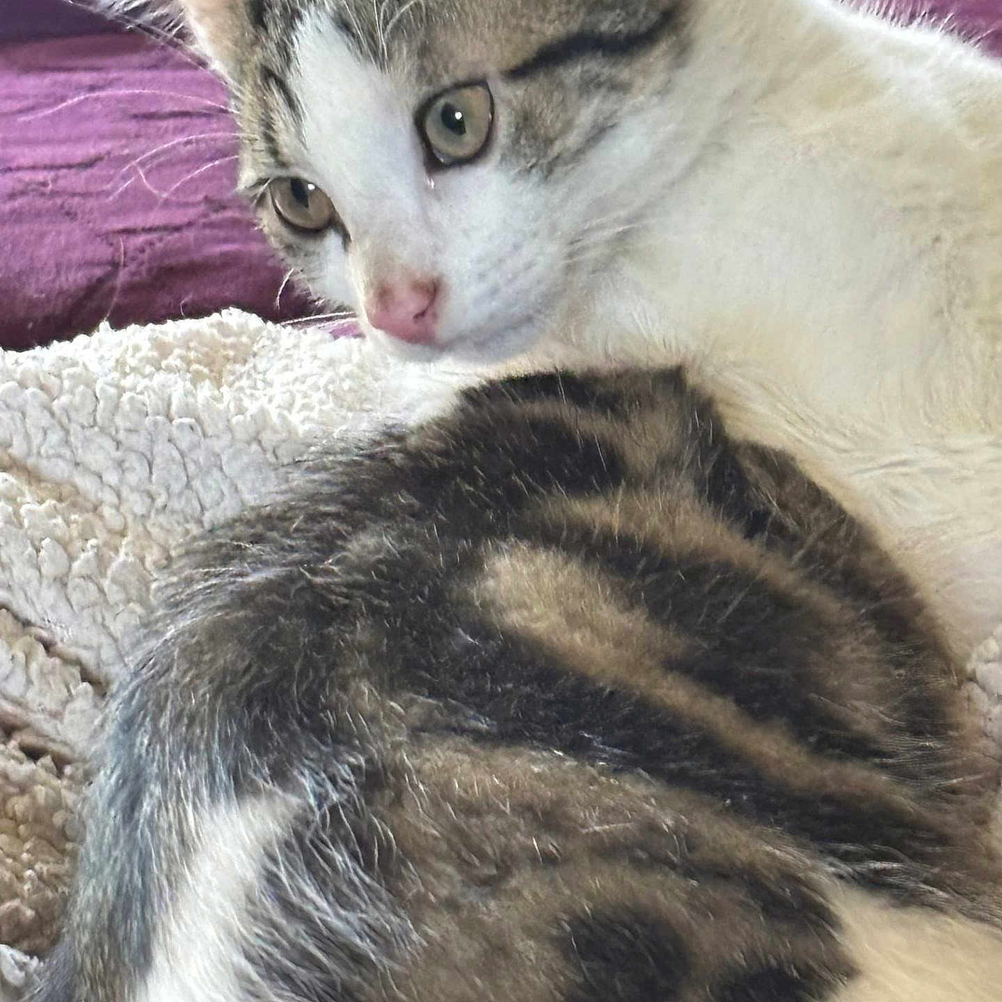 Simba