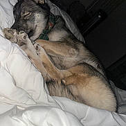 Sirus is registered to the contest to win money with this photo: dog, sleeping, blanket, bed, cozy, pet, fur, paw, resting, indoors, animal, canine, cute, relaxed, domestic, fur_pattern, snuggled, quiet, night, soft