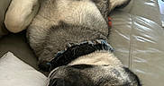 Sirus is registered to the contest to win money with this photo: dog, sleeping, couch, leather, collar, relaxed, indoor, pet, fur, resting, animal, napping, white_pillow, comfort, canine, domestic_animal, peaceful, snout, paw, home
