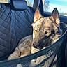 Sirus joined the competition — help win amazing prizes! dog, car, heterochromia, backseat, window, sunlight, mesh_barrier, quilted_seat_cover, canine, pet, animal, resting, fur, ears, nose, portrait, domestic_animal, comfortable, seat, travel