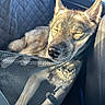 Sirus is registered to the contest to win money with this photo: dog, sleeping, car_seat, mesh_barrier, sunlight, relaxed, pet, animal, fur, window, interior, transport, cozy, resting, canine, seat, leather, daylight, travel, quiet