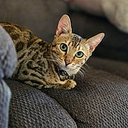 Nico is registered to the contest to win money with this photo: cat, bengal_cat, pet, indoor, couch, furniture, animal, fur, green_eyes, whiskers, ears, looking, closeup, texture, relaxed, domestic_cat, mammal, alert, resting, comfortable