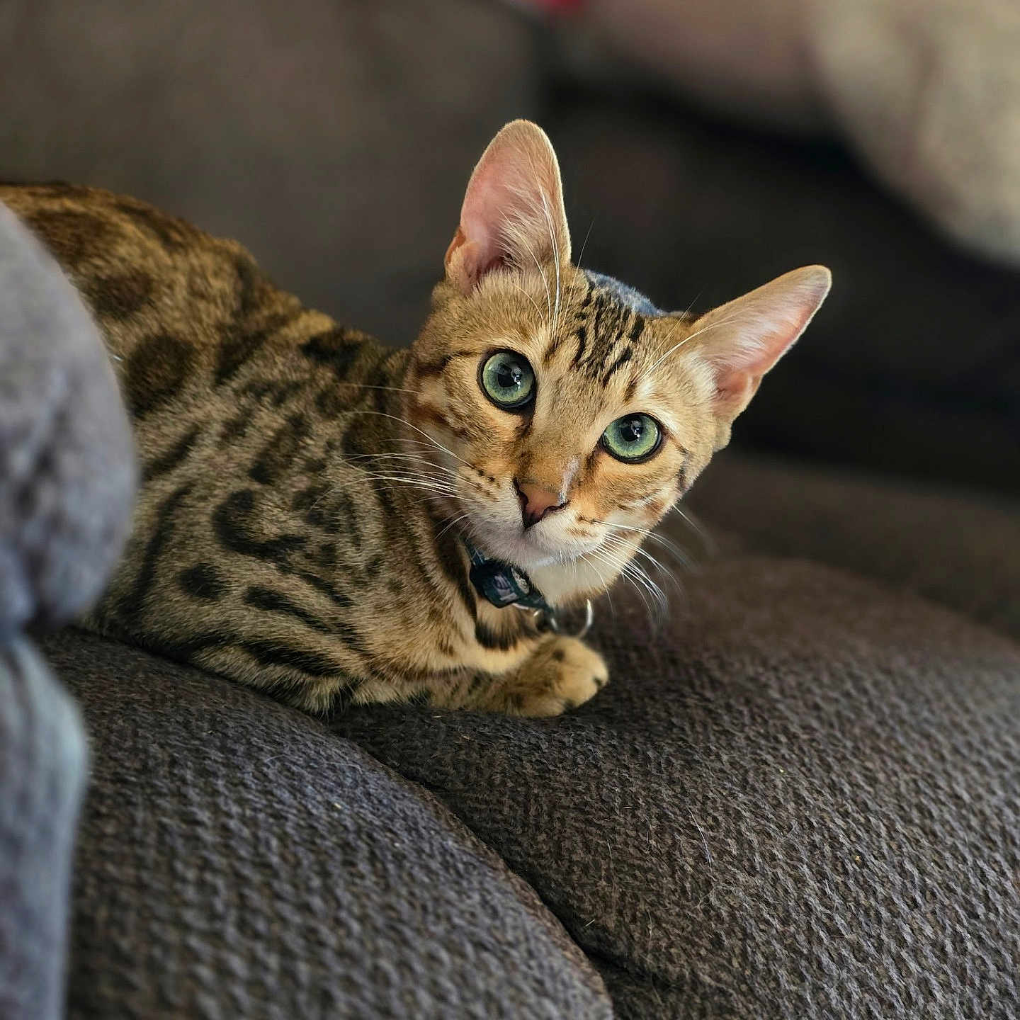 Nico is registered to the contest to win money with this photo: alert, animal, bengal_cat, cat, closeup, comfortable, couch, domestic_cat, ears, fur, furniture, green_eyes, indoor, looking, mammal, pet, relaxed, resting, texture, whiskers