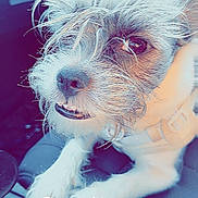 Savvy joined the competition — help win amazing prizes! dog, pet, car, seat, fur, cute, closeup, animal, canine, mammal, expression, whiskers, eyes, snout, portrait, indoor, leash, harness, morning, text_overlay