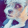 dog, pet, car, seat, fur, cute, closeup, animal, canine, mammal, expression, whiskers, eyes, snout, portrait, indoor, leash, harness, morning, text_overlay