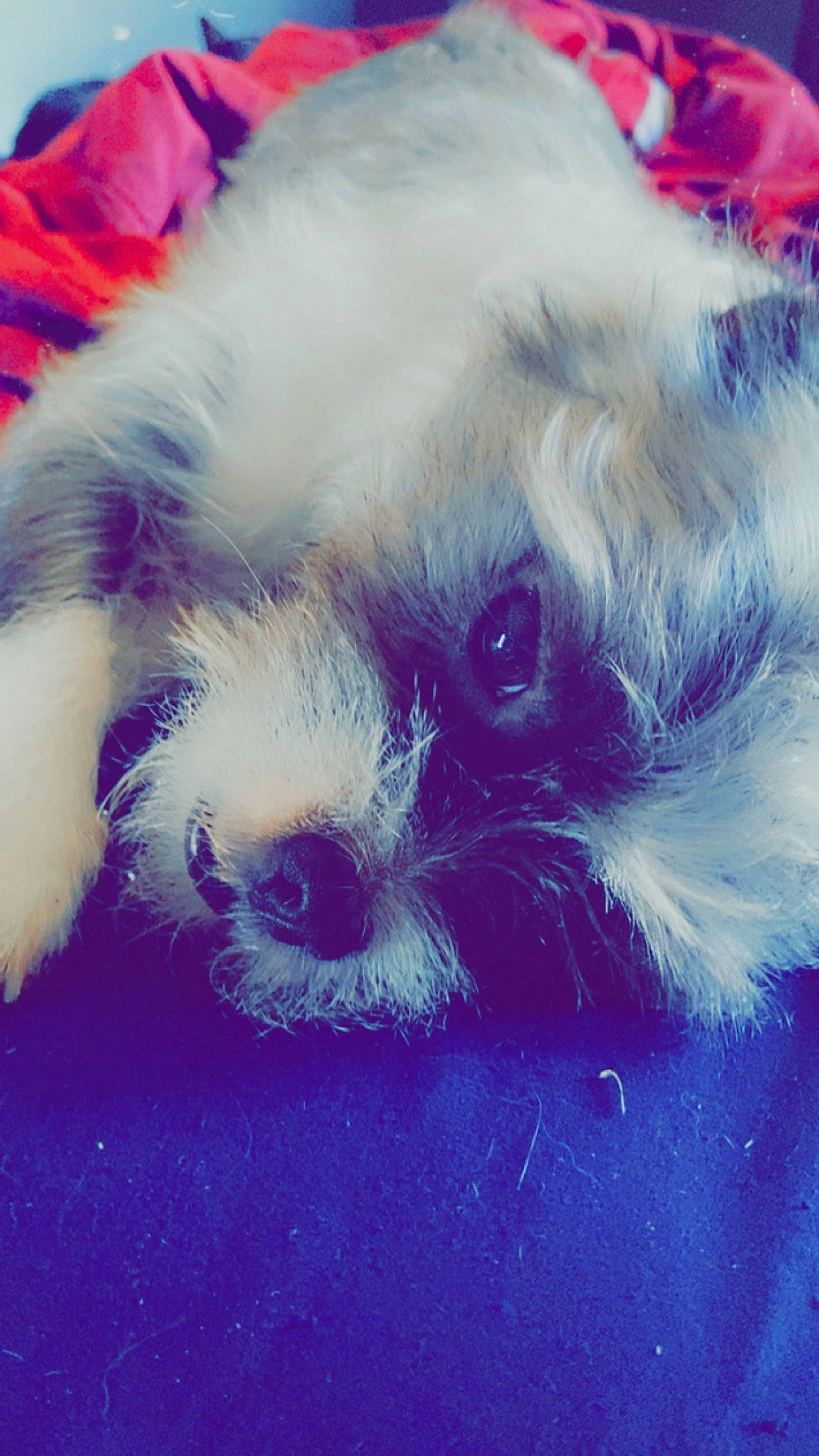 Savvy joined the competition — help win amazing prizes! carnivore, close_up, cloud, companion_dog, corgi_chihuahua, dog, dog_breed, dog_supply, electric_blue, fur, paw, puppy_love, sky, small_terrier, snout, tail, terrestrial_animal, toy_dog, whiskers, working_animal