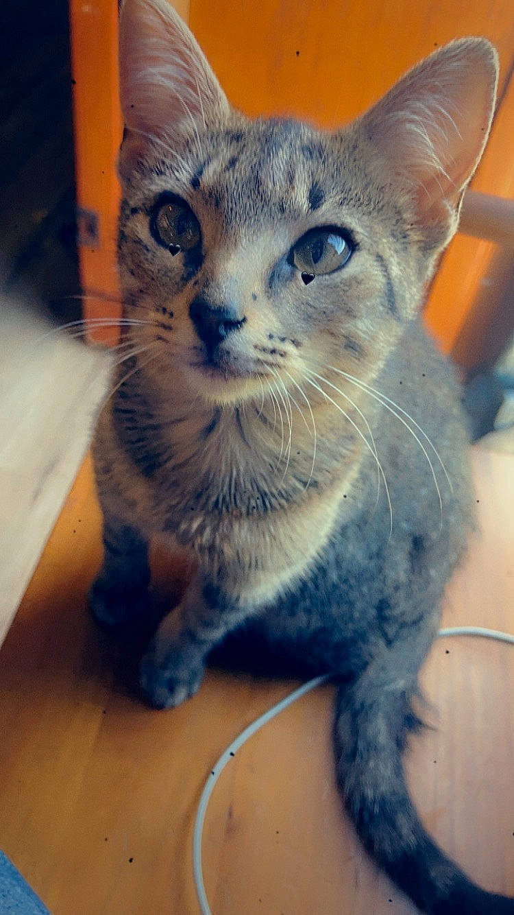 Doobie is registered to the contest to win money with this photo: carnivore, cat, domestic_short_haired_cat, electric_blue, fawn, felidae, flooring, fur, paw, small_to_medium_sized_cats, snout, tail, terrestrial_animal, whiskers, window