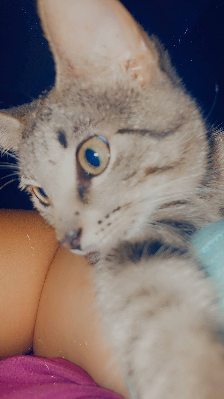 Doobie joined the competition — help win amazing prizes! carnivore, cat, claw, close_up, domestic_short_haired_cat, ear, electric_blue, eye, fawn, felidae, fur, hair, head, paw, small_to_medium_sized_cats, snout, tail, terrestrial_animal, whiskers, wildlife