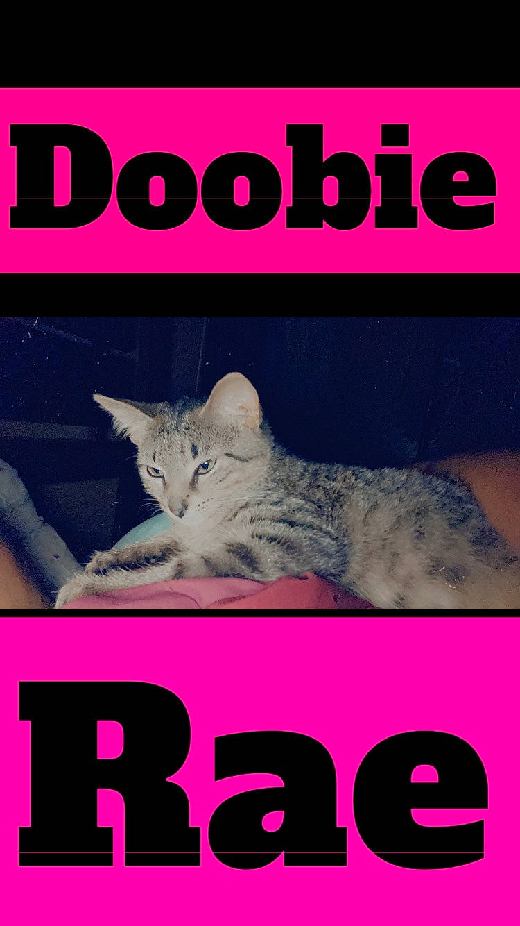 Doobie joined the competition — help win amazing prizes! advertising, carnivore, cat, cat_supply, design, felidae, font, graphic_design, internet_meme, line, magenta, mammal, organism, photo_caption, pink, poster, publication, small_to_medium_sized_cats, vertebrate, whiskers