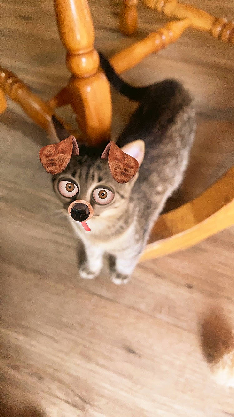Doobie joined the competition — help win amazing prizes! canidae, carnivore, companion_dog, dog_breed, fawn, felidae, fur, hardwood, lemur, mammal, marsupial, paw, small_to_medium_sized_cats, snout, tail, terrestrial_animal, toy, whiskers, wildlife, wood