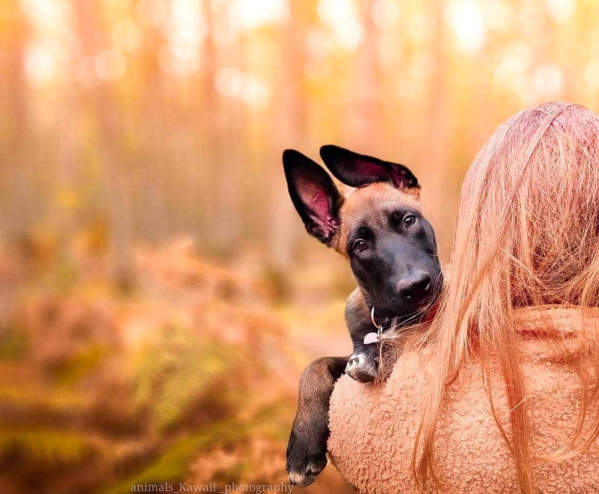 Thor a rejoint le concours — aidez-le/la à gagner de superbes lots ! canidae, carnivore, companion_dog, dog, dog_breed, fawn, forest, fur, grass, happy, landscape, liver, plant, snout, sporting_group, terrestrial_animal, tree, whiskers, wood, working_animal